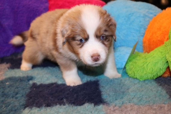 Petit mâle Berger américain miniature né le 03/12/2025 est proposé – vendu 1610 €.