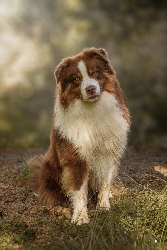 Petit mâle  né le 19/08/2025 est proposé – vendu 1000 €.