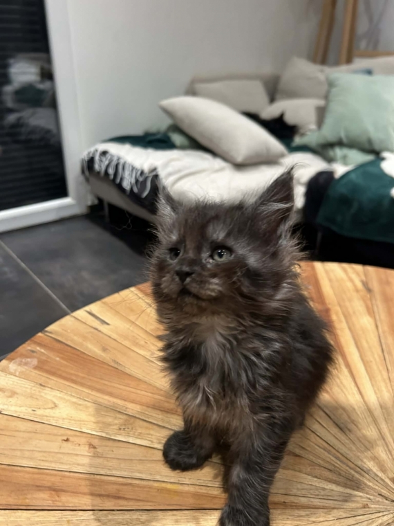 Petit mâle Maine Coon né le 21/11/2025 est proposé – vendu 1400 €.