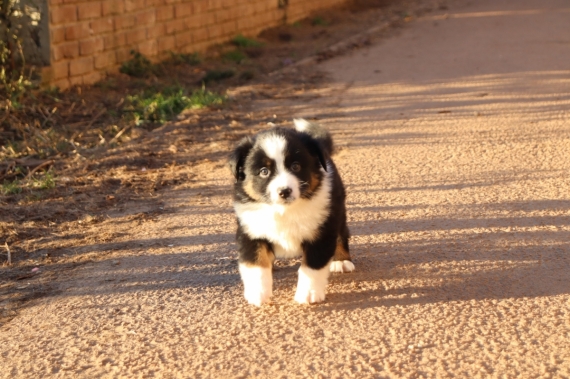 Petit mâle Berger américain miniature né le 23/11/2025 est proposé – vendu 1260 €.