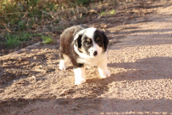 Petite femelle Berger américain miniature née le 23/11/2025 est proposée – vendue 1360 €.