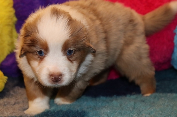 Petite femelle Berger américain miniature née le 03/12/2025 est proposée – vendue 1710 €.