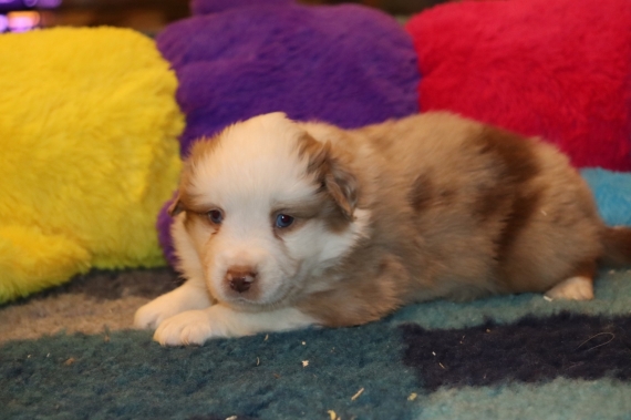 Petit mâle Berger américain miniature né le 03/12/2025 est proposé – vendu 1610 €.