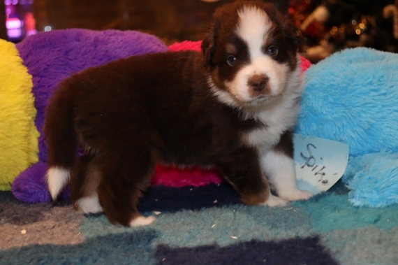 Petit mâle Berger américain miniature né le 03/12/2025 est proposé – vendu 1310 €.