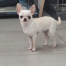 Acheter Chihuahua bébé pour 2000 €