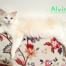 Chat Ragdoll chaton vendu 1300 €