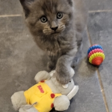 Chaton Maine Coon de race LOOF avec pedigree à adopter.