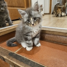 Acheter Maine Coon bébé pour 1400 €