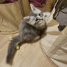 Maine Coon chaton vendu 1400 €