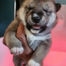 Acheter Shiba bébé pour 1290 €