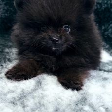 Acheter Spitz Allemand Nain bébé pour 1000 €