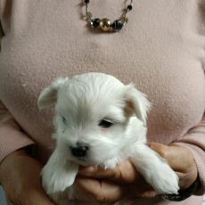 Chiot d'apparence de race Bichon Maltais � adopter.