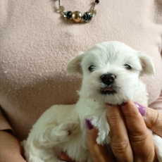 Chiot Bichon Maltais � vendre au prix de 1200 � vaccin� et identifi�.