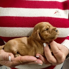 Adoption chiot Cocker Anglais Spaniel au prix de 1400 €