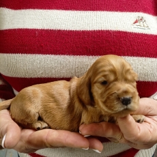 Cocker Anglais Spaniel chiot vendu 1400 €