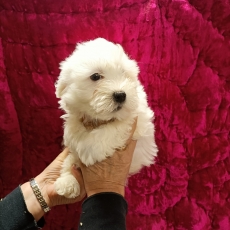 Acheter Coton de Tulear bébé pour 1300 €
