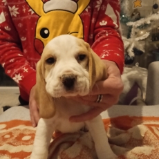 Chiot Beagle à adopter au prix de 750 €