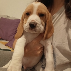 Adoption chiot Beagle au prix de 750 €