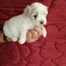 Coton de Tulear chiot vendu 1100 €