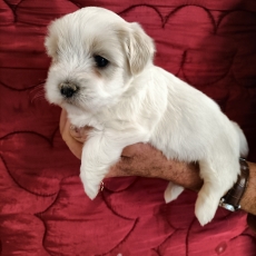 Coton de Tulear chiot vendu 1300 €
