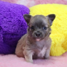 Acheter Chihuahua bébé pour 1060 €