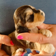 Cocker Anglais Spaniel chiot vendu 1400 €