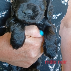 Ce petite mâle Cocker Anglais Spaniel proposé à l'achat est né le 19/12/2025.