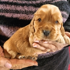 Acheter Cocker Anglais Spaniel bébé pour 1400 €