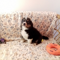 Acheter Berger américain miniature bébé pour 1880 €