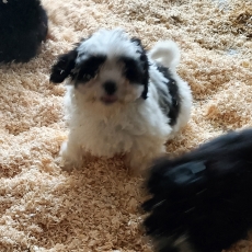 Bichon Havanais chiot vendu 1100 €