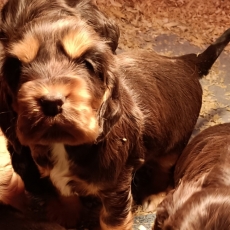 Chiot d'apparence de race Cocker Anglais Spaniel à adopter.