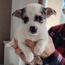 Chiot Chihuahua à adopter au prix de 799 €