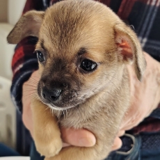 Adoption chiot Chihuahua au prix de 699 €
