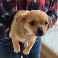 Chiot Chihuahua à adopter au prix de 699 €