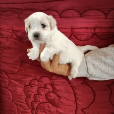 Acheter Coton de Tulear bébé pour 1300 €