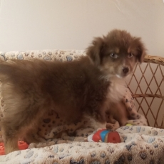 Chiot Berger australien à adopter au prix de 980 €