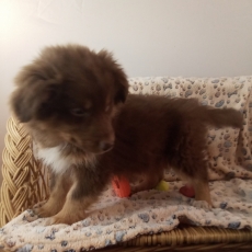 Chiot Berger australien à adopter au prix de 980 €