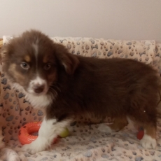 Adoption chiot Berger australien au prix de 980 €