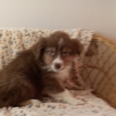 Berger australien chiot vendu 980 €