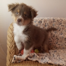 Adoption chiot Berger australien au prix de 980 €