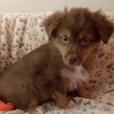 Adoption chiot Berger australien au prix de 980 €