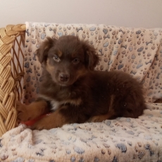 Acheter Berger australien bébé pour 980 €