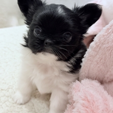 Adoption chiot Chihuahua au prix de 1770 €