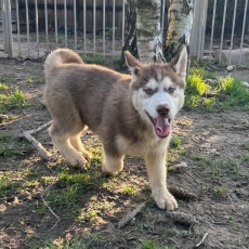 Acheter Husky Sibérien bébé pour 1150 €