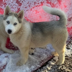 Adoption chiot Husky Sibérien au prix de 1150 €