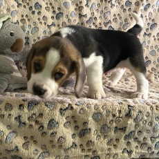 Chiot Beagle à adopter au prix de 1180 €