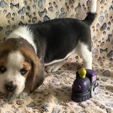 Adoption chiot Beagle au prix de 1180 €