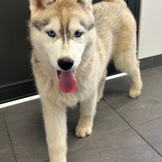Acheter Husky Sibérien bébé pour 1150 €