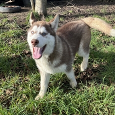 Husky Sibérien chiot vendu 1000 €