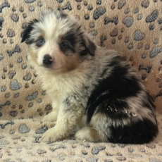 Acheter Berger américain miniature bébé pour 1880 €